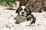 SHIH TZU 342